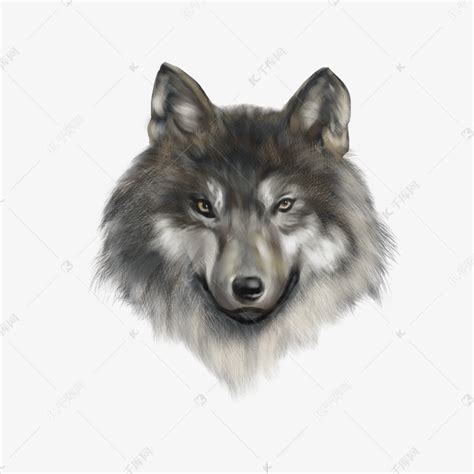小动物狼头素材图片免费下载-千库网