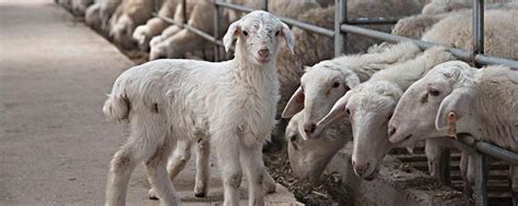 秦羊友道：纵观羊文化发展之路，探究羊乳文化的传承与积淀 - 知乎