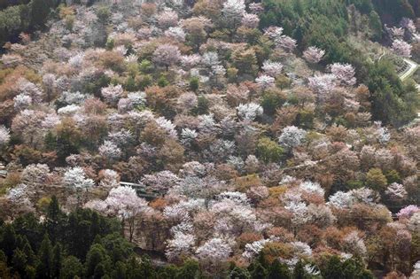 2023全国赏樱地图出炉 江南即将开启最美樱花季 - 国内动态 - 华声新闻 - 华声在线
