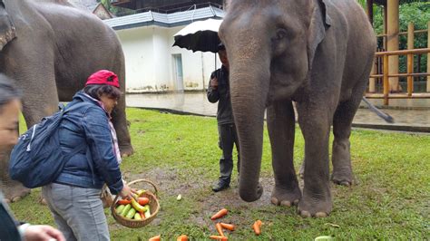 大象喜欢吃什么食物,大象吃什么食物,大象吃什么_大山谷图库