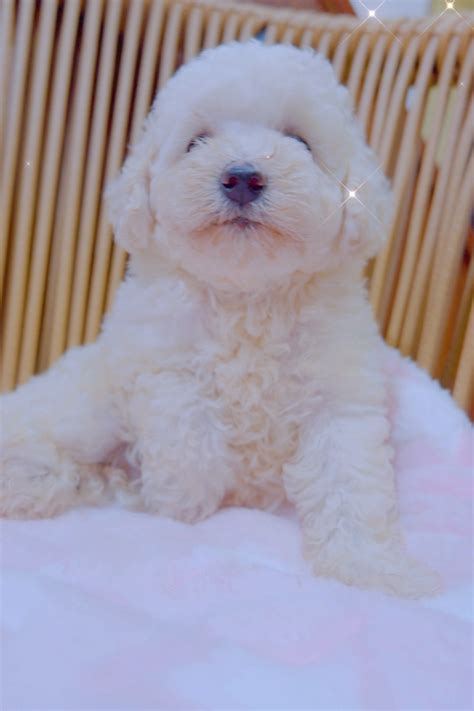 武汉个人家养的白色泰迪狗宝宝幼犬找新家！ - 宠物花草 - 得意生活-武汉生活消费社区
