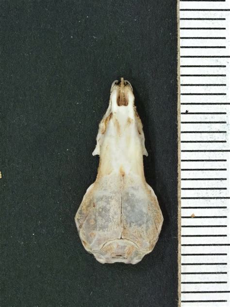 川西长尾鼩 Chodsigoa hypsibia - 物种库 -武陵山区生物多样性综合科学考察