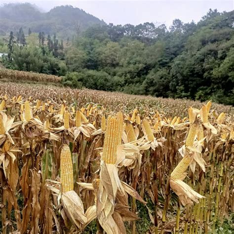 大关县玉米新品种试验 筛选出高产稳产新品种-农村青年网《农村青年》杂志社