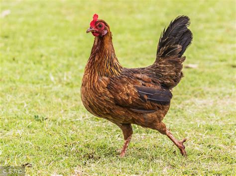观赏鸡有几个品种,哪里有卖观赏鸡的,品种多养殖场-阿里巴巴