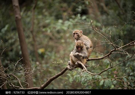 动物中午猴子张家界森林摄影图配图高清摄影大图-千库网
