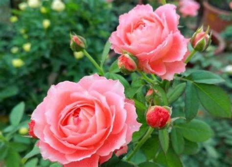 玫瑰花的生长习性及其花语-168鲜花速递网