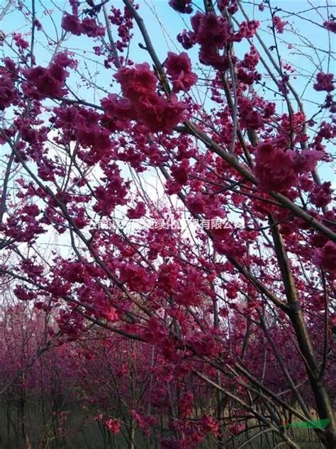 路旁紫色花树高清图片下载_红动中国