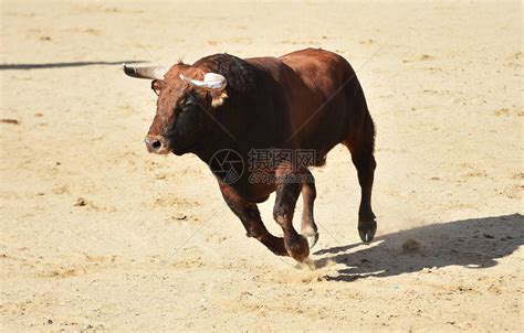 一头有大角的强大公牛在西班牙斗牛场上奔跑高清图片下载-正版图片506366395-摄图网