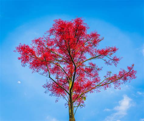 火焰树红花开在树上新出生的绿叶高清摄影大图-千库网