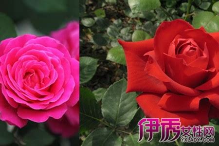 蔷薇、月季、玫瑰花的区别，你看到的“玫瑰”！|玫瑰花|月季|蔷薇_新浪新闻