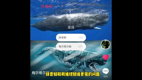 利维坦鲸图片