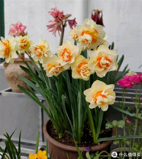 让盆栽洋水仙年复一年开花的操作，12月初买种球，每年春节观花