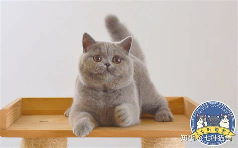 正规猫舍 多只猫咪代售 签订协议 包纯种健康