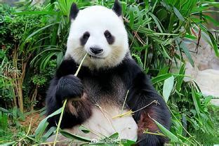 熊猫的天敌是什么动物，其实没有什么天敌(因为太懒导致数量少) — 久久经验网