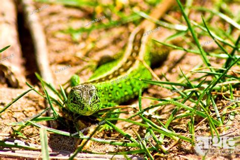 Lizard, Stock Photo, Picture And Rights Managed Image. Pic. ZON-367936 ...