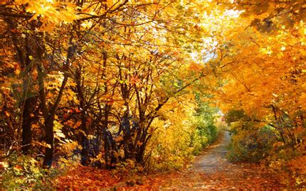 美丽的秋天怎么写,你眼中的秋天是什么样子的，想一想，再写一写？_考拉文库