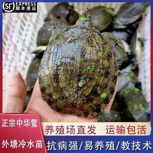 外塘甲鱼苗大苗批发中华鳖黑花黄沙品种池塘水库套养好养鲜活水产-阿里巴巴