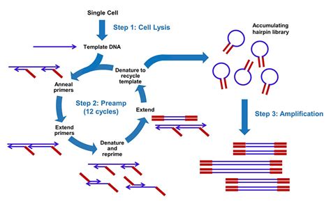 大黄鱼Rac基因cDNA全长克隆及分析PPT课件