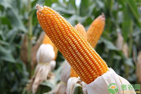 今日玉米价格多少钱一斤？7月9日全国玉米价格行情分析 - 惠农网