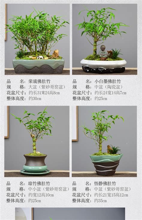 家养的竹子,室内养竹子品种,5种适合室内养的竹子_大山谷图库