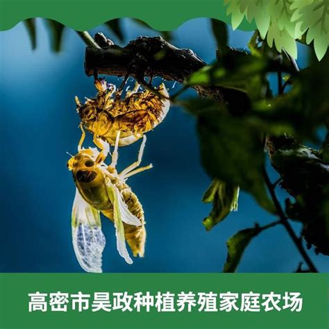 金蝉养殖让土地生“金”_中国农科新闻网