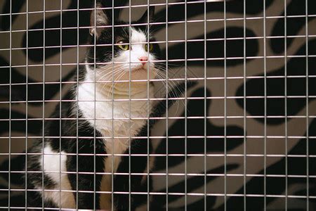 三色猫锁在笼子里在高清图片下载-正版图片506422209-摄图网