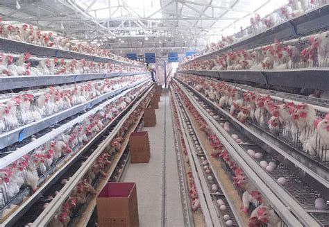 蛋鸡多级生产线输送机鸡蛋生产线的家禽养殖场蛋鸡养殖场农业技术设备厂高清图片下载-正版图片502574343-摄图网