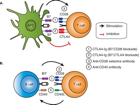 人人学懂免疫学第二十一期：T细胞的激活_分子_受体_信号