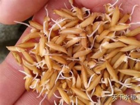 【稻亦有道】水稻浸种催芽技术要点 - “稻”亦有道 - 新农资360网|土壤改良|果树种植|蔬菜种植|种植示范田|品牌展播|农资微专栏