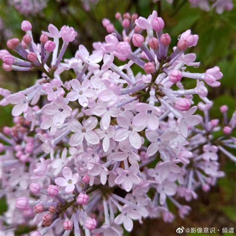 春天的紫丁香丁香的美丽分支高清图片下载-正版图片507197487-摄图网
