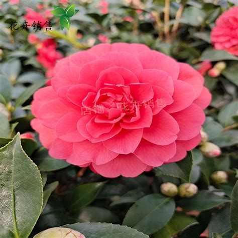 茶花大红六角图片