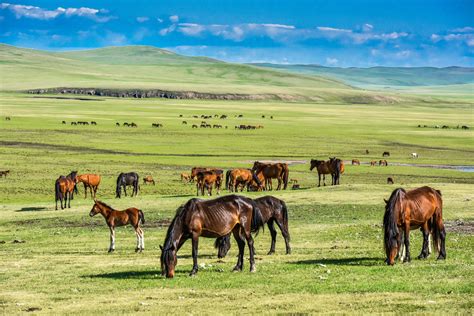 内蒙古草原夏季风光摄影图高清摄影大图-千库网