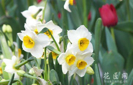 又到家家备盆水仙花的季节了，水仙花的诗词你知道多少？