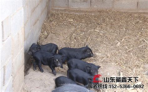藏香猪一窝能产多少个小藏香猪 - 藏香猪引种首选山东藏香天下