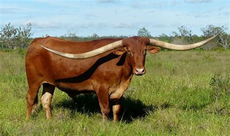 澳洲一长角牛夺世界最长牛角称号 全角展开长达2.77米 - 中文国际