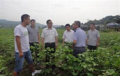 省棉科所长绒陆地棉新品种湘C176在安乡示范表现良好 _湖南省棉科所