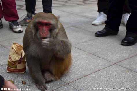 黔灵山景区吃东西的野生猴子猕猴摄影图__野生动物_生物世界_摄影图库_昵图网nipic.com