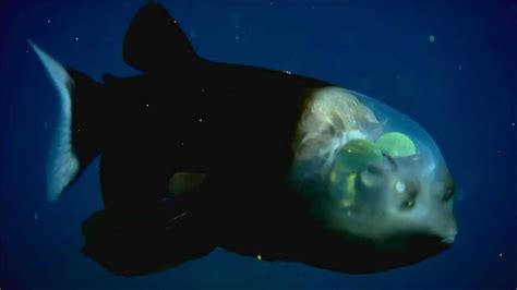 4种被拍到的神秘深海生物，脑袋是透明的鱼真是罕见_腾讯视频