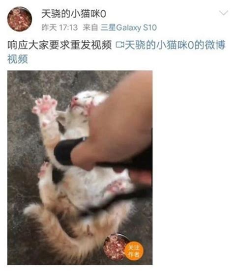 大学生虐猫被曝光后：虐猫群微博引流，有人称“最想虐婴儿”