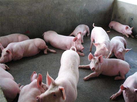 山西今日生猪价格：2023年5月16日山西省生猪价格今日猪价 - 畜小牧养殖网