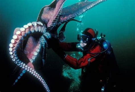 深海中存在比鲸鱼还大的生物吗？1年长20米，它足以吓退人类