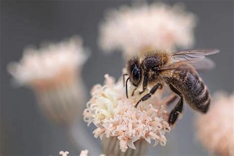 梦见蜜蜂是什么意思_周公解梦网