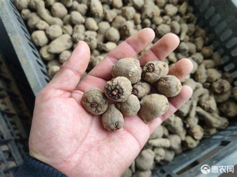 [魔芋种子批发]魔芋种子出售文山 丘北 本地优质花魔芋种子出售价格7元/斤 - 惠农网