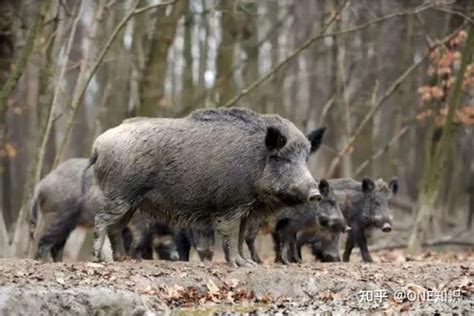 美国野猪泛滥，导致每年损失很高，为什么美国人还不抓野猪吃呢？