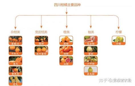 四川遂宁：柑橘丰收-人民图片网