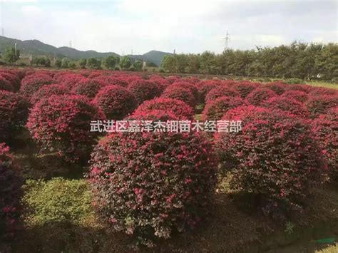 红花檵木（红檵木、红梽木） - 灌木 - 广州市林业园林科技推广服务平台