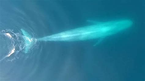 你知道蓝鲸一次要吃掉多少只虾吗，达到这个级数|蓝鲸|哺乳动物|磷虾_新浪新闻