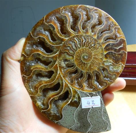 天然海螺化石原石摆件 海螺化石切片摆件全玉化 风水螺盘-阿里巴巴