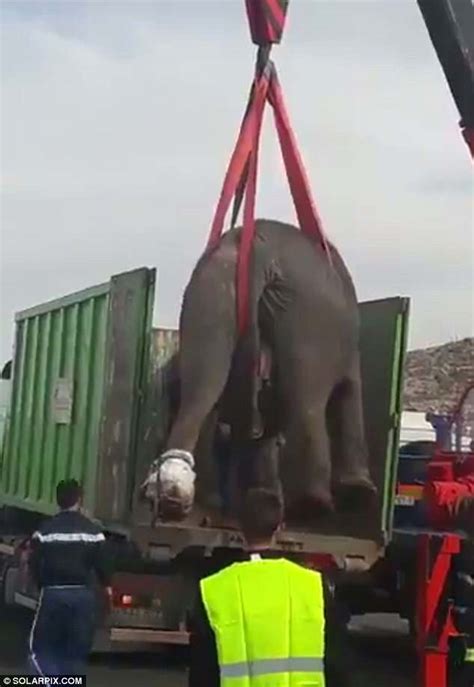 西班牙马戏团卡车倾覆 受伤大象公路上漫游_国际新闻_海峡网