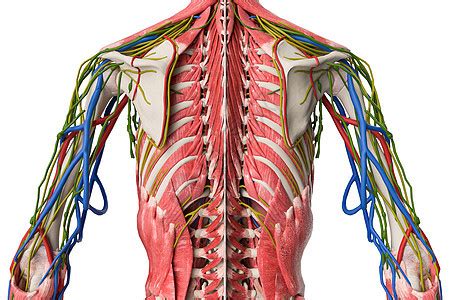 人体背部肌群图片素材-正版创意图片401795387-摄图网